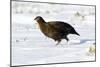 Male Red Grouse In Snow-Duncan Shaw-Mounted Photographic Print