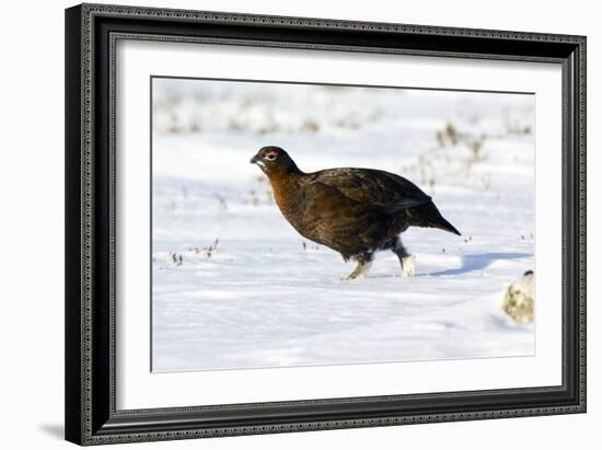 Male Red Grouse In Snow-Duncan Shaw-Framed Photographic Print