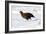 Male Red Grouse In Snow-Duncan Shaw-Framed Photographic Print