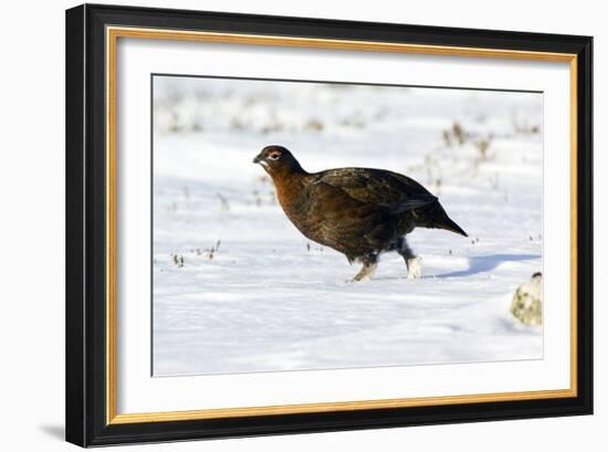 Male Red Grouse In Snow-Duncan Shaw-Framed Photographic Print