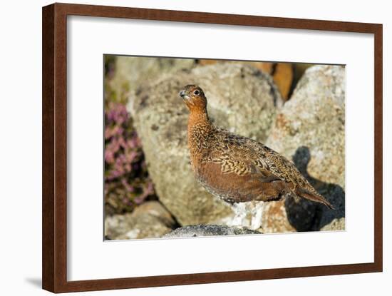 Male Red Grouse-Duncan Shaw-Framed Photographic Print