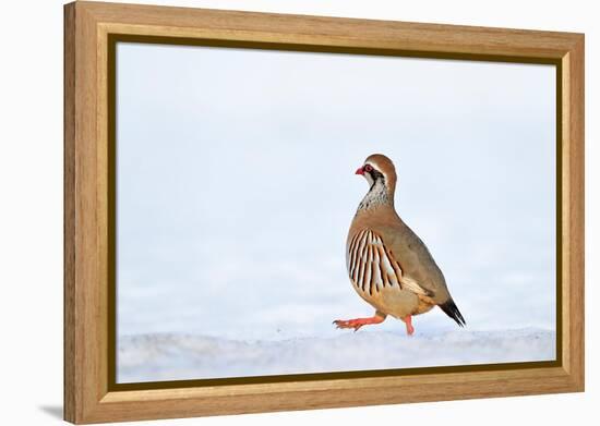 Male Red-legged partridge walking over snow, Scotland-Laurie Campbell-Framed Premier Image Canvas