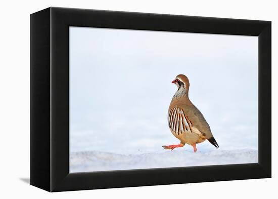 Male Red-legged partridge walking over snow, Scotland-Laurie Campbell-Framed Premier Image Canvas