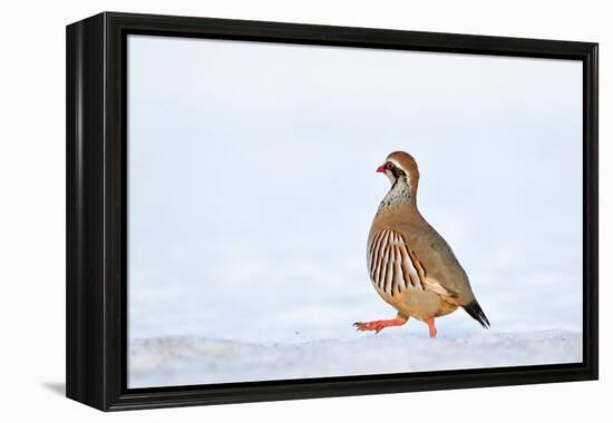 Male Red-legged partridge walking over snow, Scotland-Laurie Campbell-Framed Premier Image Canvas