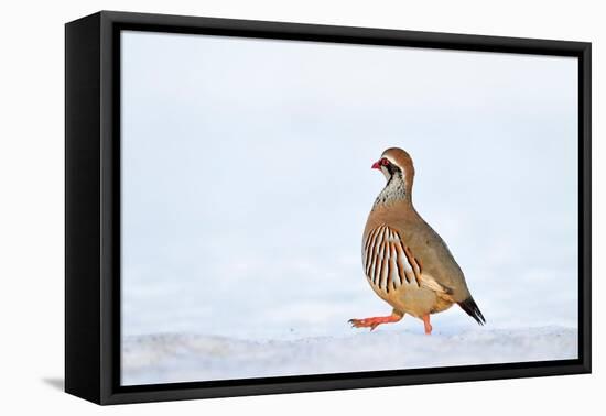 Male Red-legged partridge walking over snow, Scotland-Laurie Campbell-Framed Premier Image Canvas