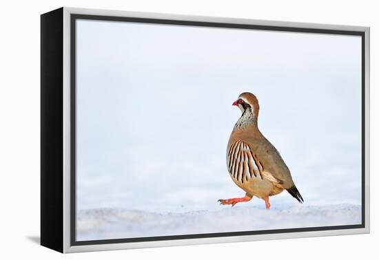 Male Red-legged partridge walking over snow, Scotland-Laurie Campbell-Framed Premier Image Canvas