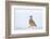 Male Red-legged partridge walking over snow, Scotland-Laurie Campbell-Framed Photographic Print