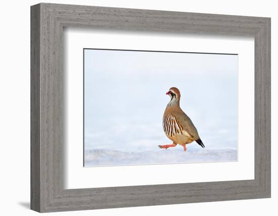 Male Red-legged partridge walking over snow, Scotland-Laurie Campbell-Framed Photographic Print