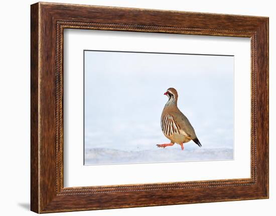 Male Red-legged partridge walking over snow, Scotland-Laurie Campbell-Framed Photographic Print