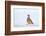 Male Red-legged partridge walking over snow, Scotland-Laurie Campbell-Framed Photographic Print