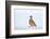 Male Red-legged partridge walking over snow, Scotland-Laurie Campbell-Framed Photographic Print