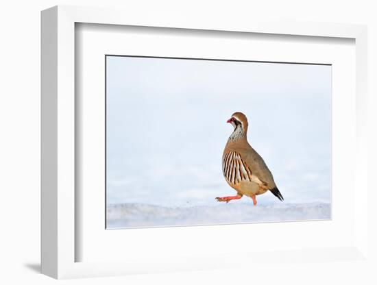 Male Red-legged partridge walking over snow, Scotland-Laurie Campbell-Framed Photographic Print