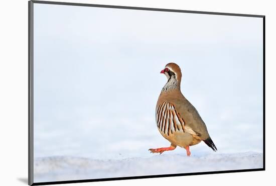 Male Red-legged partridge walking over snow, Scotland-Laurie Campbell-Mounted Photographic Print