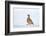 Male Red-legged partridge walking over snow, Scotland-Laurie Campbell-Framed Photographic Print