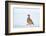 Male Red-legged partridge walking over snow, Scotland-Laurie Campbell-Framed Photographic Print
