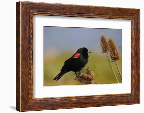 Male Red-Winged Blackbird, Ridgefield NWR, Ridgefield, Washington, USA-Michel Hersen-Framed Photographic Print