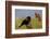 Male Red-Winged Blackbird, Ridgefield NWR, Ridgefield, Washington, USA-Michel Hersen-Framed Photographic Print