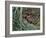 Male Reed Bunting at a Nest-CM Dixon-Framed Photographic Print