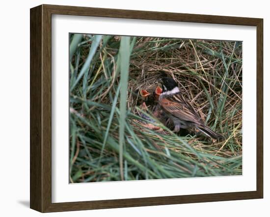 Male Reed Bunting at a Nest-CM Dixon-Framed Photographic Print