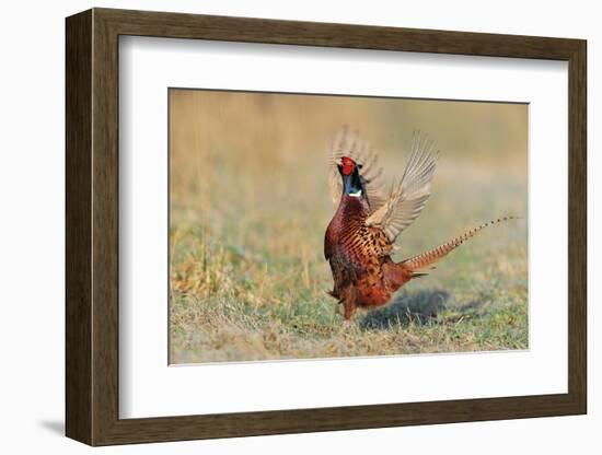 Male Ring-necked pheasant courtship display, Scotland-Laurie Campbell-Framed Photographic Print