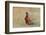 Male Ring-necked pheasant courtship display, Scotland-Laurie Campbell-Framed Photographic Print