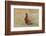 Male Ring-necked pheasant courtship display, Scotland-Laurie Campbell-Framed Photographic Print