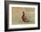 Male Ring-necked pheasant courtship display, Scotland-Laurie Campbell-Framed Photographic Print