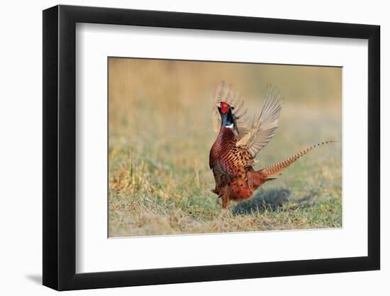 Male Ring-necked pheasant courtship display, Scotland-Laurie Campbell-Framed Photographic Print