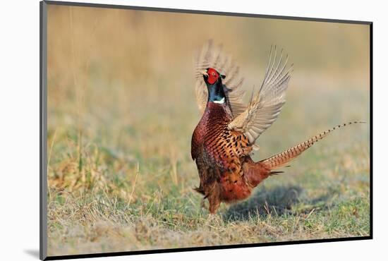 Male Ring-necked pheasant courtship display, Scotland-Laurie Campbell-Mounted Photographic Print