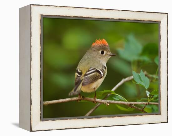 Male Ruby-Crowned Kinglet-Adam Jones-Framed Premier Image Canvas