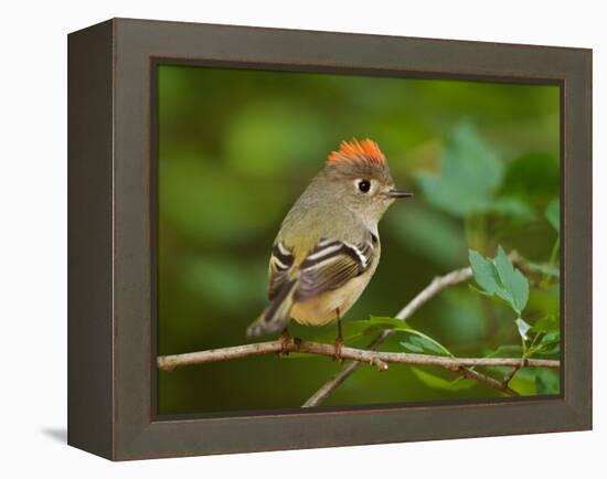 Male Ruby-Crowned Kinglet-Adam Jones-Framed Premier Image Canvas