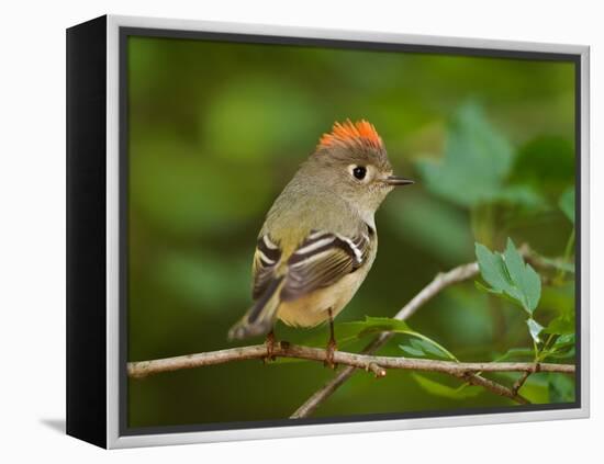 Male Ruby-Crowned Kinglet-Adam Jones-Framed Premier Image Canvas