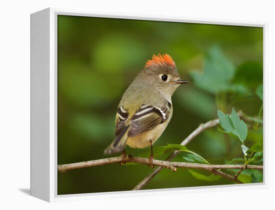 Male Ruby-Crowned Kinglet-Adam Jones-Framed Premier Image Canvas