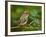 Male Ruby-Crowned Kinglet-Adam Jones-Framed Photographic Print