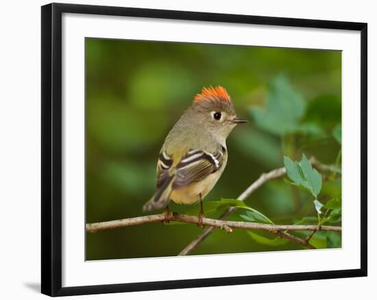 Male Ruby-Crowned Kinglet-Adam Jones-Framed Photographic Print