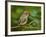 Male Ruby-Crowned Kinglet-Adam Jones-Framed Photographic Print