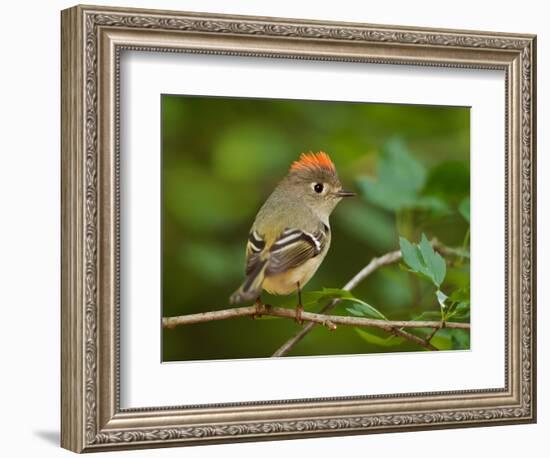 Male Ruby-Crowned Kinglet-Adam Jones-Framed Photographic Print