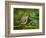 Male Ruby-Crowned Kinglet-Adam Jones-Framed Photographic Print