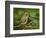 Male Ruby-Crowned Kinglet-Adam Jones-Framed Photographic Print