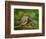 Male Ruby-Crowned Kinglet-Adam Jones-Framed Photographic Print