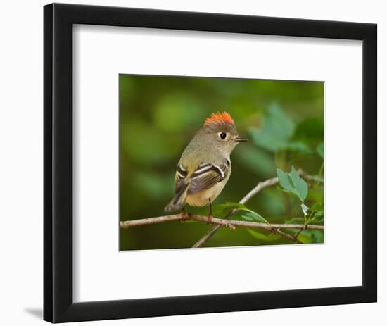 Male Ruby-Crowned Kinglet-Adam Jones-Framed Photographic Print