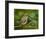 Male Ruby-Crowned Kinglet-Adam Jones-Framed Photographic Print