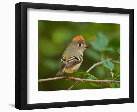 Male Ruby-Crowned Kinglet-Adam Jones-Framed Photographic Print