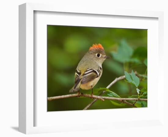 Male Ruby-Crowned Kinglet-Adam Jones-Framed Photographic Print