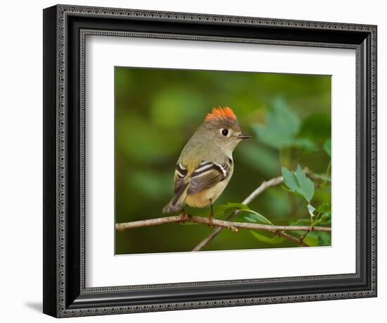 Male Ruby-Crowned Kinglet-Adam Jones-Framed Photographic Print