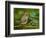 Male Ruby-Crowned Kinglet-Adam Jones-Framed Photographic Print