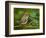 Male Ruby-Crowned Kinglet-Adam Jones-Framed Photographic Print