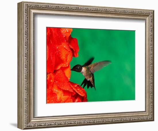 Male Ruby-Throated Hummingbird Feeding on Gladiolus Flowers-Adam Jones-Framed Photographic Print