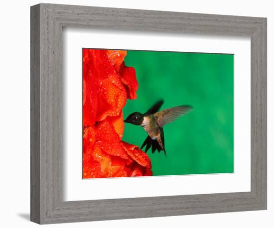 Male Ruby-Throated Hummingbird Feeding on Gladiolus Flowers-Adam Jones-Framed Photographic Print