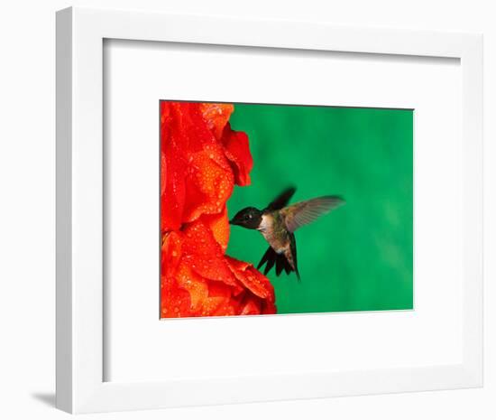 Male Ruby-Throated Hummingbird Feeding on Gladiolus Flowers-Adam Jones-Framed Photographic Print